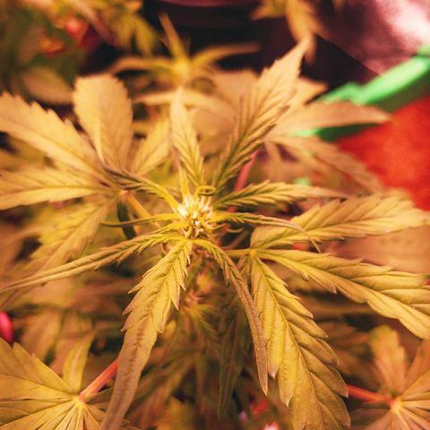 Northern light growlog timeline photo