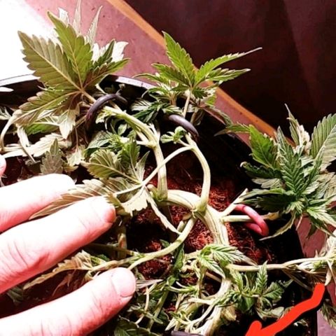 Northern light growlog timeline photo