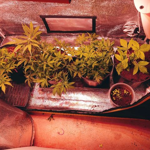 Northern light growlog photo: Reorg.