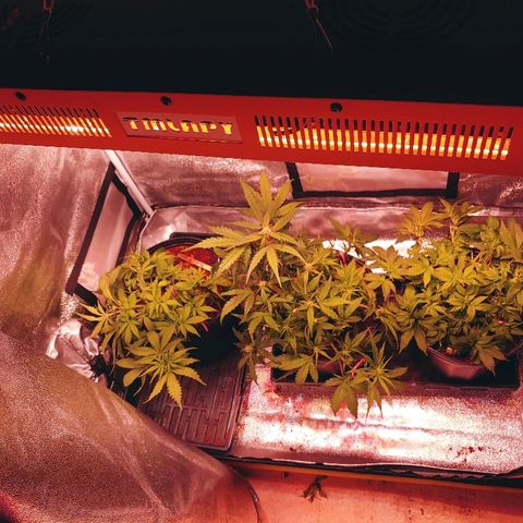 Northern light growlog photo: Reorg.