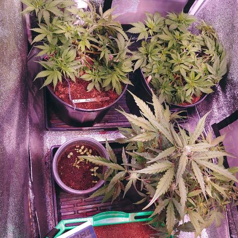 Northern light growlog photo: Reorg.