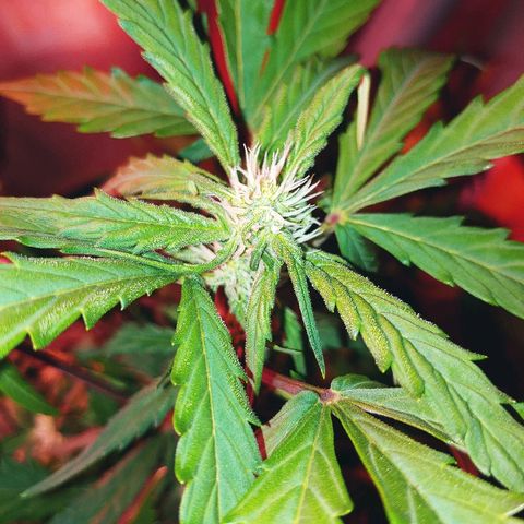 Northern light growlog timeline photo