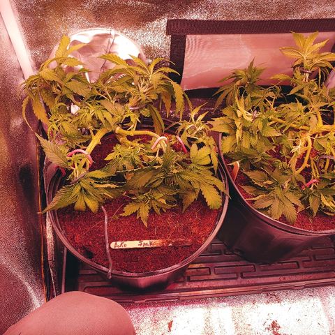 Northern light growlog timeline photo