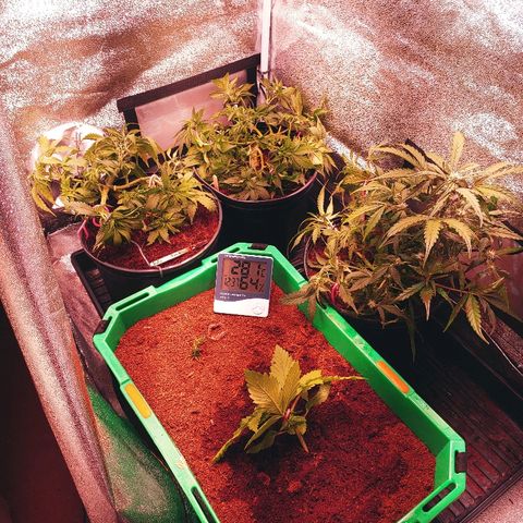 Northern light growlog timeline photo