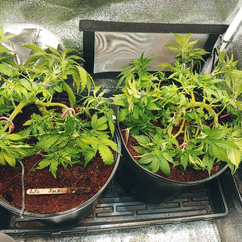 Northern light growlog timeline photo