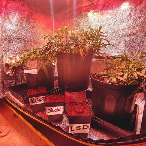Northern light growlog timeline photo
