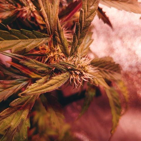 Northern light growlog timeline photo