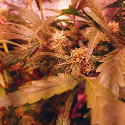 Northern light growlog timeline photo