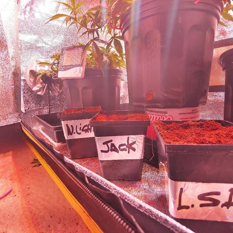 Northern light growlog timeline photo
