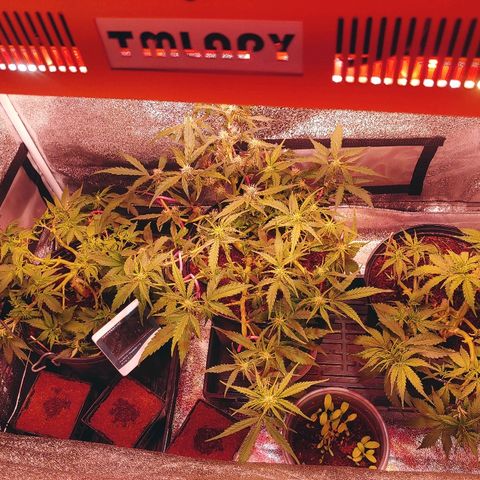 Northern light growlog timeline photo