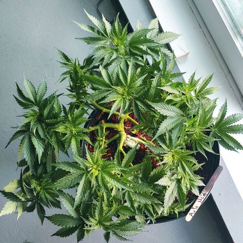 Northern light growlog timeline photo