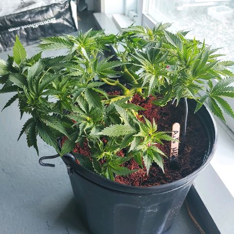 Northern light growlog timeline photo