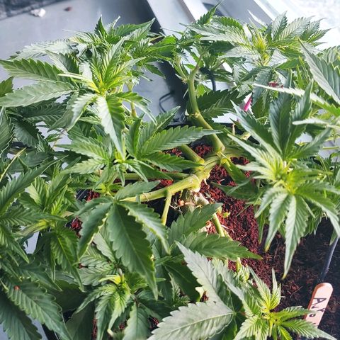 Northern light growlog timeline photo