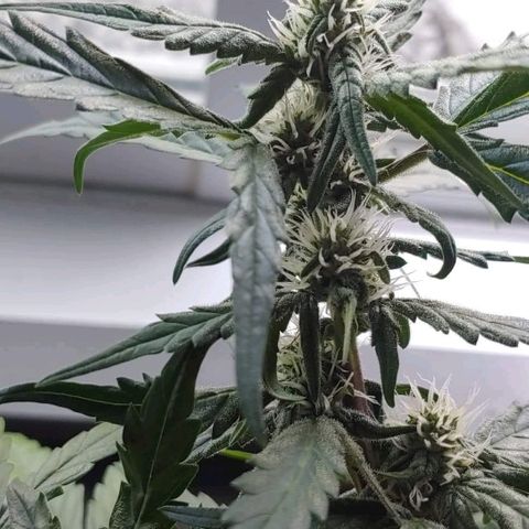 Critical #2 growlog timeline photo