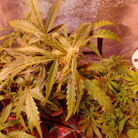 Critical #2 growlog timeline photo