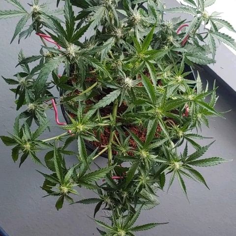 Critical #2 growlog timeline photo