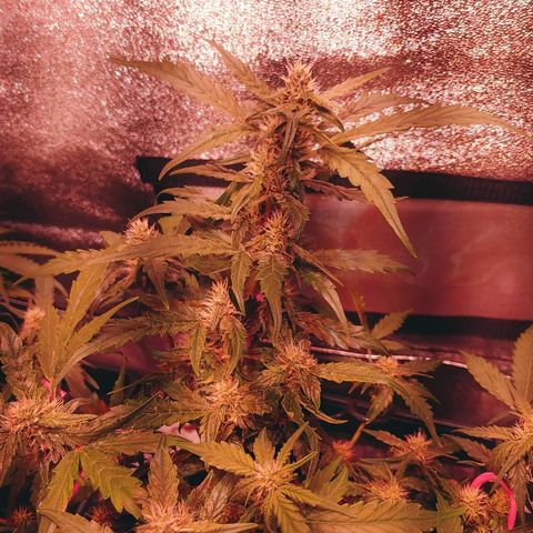 Critical #2 growlog timeline photo