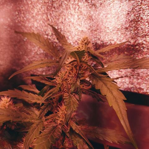 Critical #2 growlog timeline photo