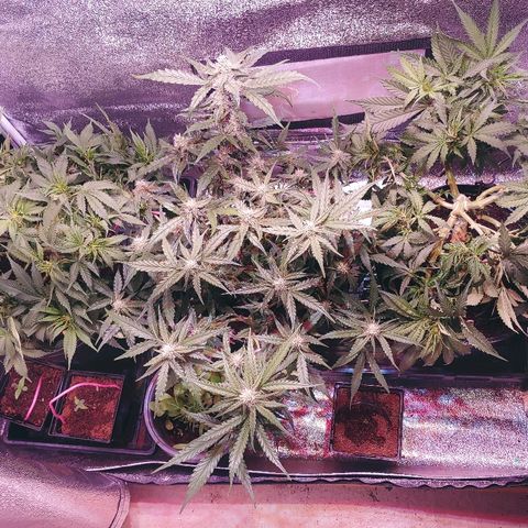 Northern light growlog timeline photo