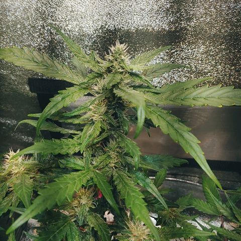 Northern light growlog timeline photo