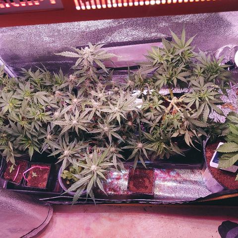 Northern light growlog timeline photo