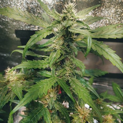 Northern light growlog timeline photo