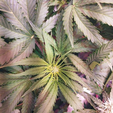 Northern light growlog timeline photo