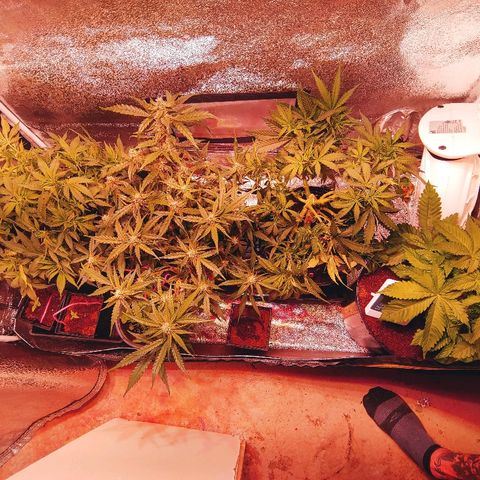 Northern light growlog timeline photo
