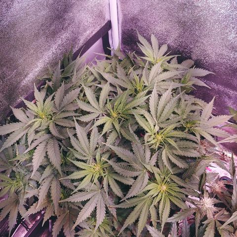 Northern light growlog timeline photo