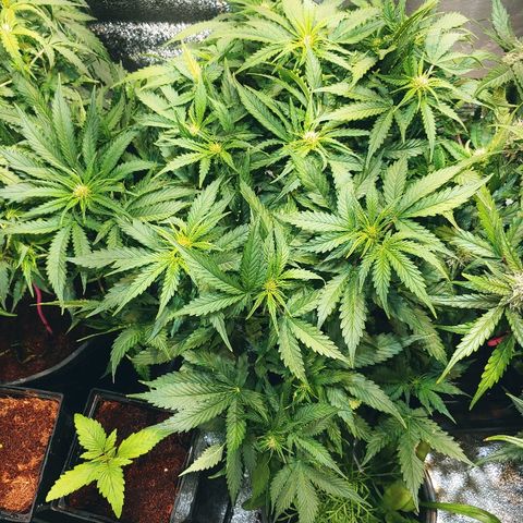 Northern light growlog photo: Yeah floraison pour tou le monde