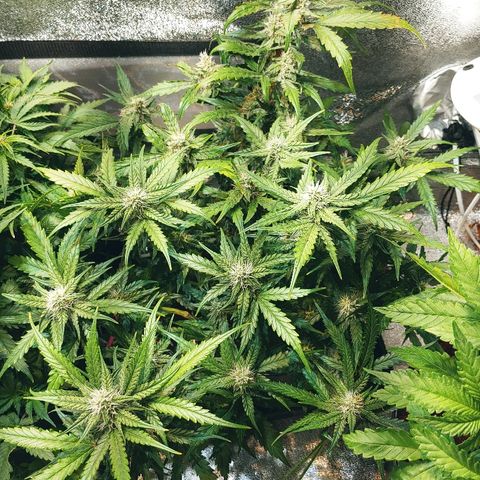 Northern light growlog photo: Yeah floraison pour tou le monde