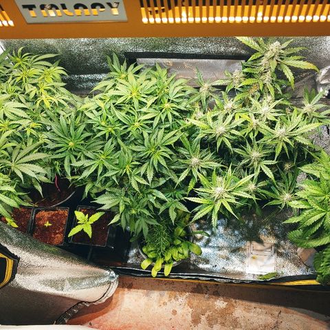 Northern light growlog photo: Yeah floraison pour tou le monde