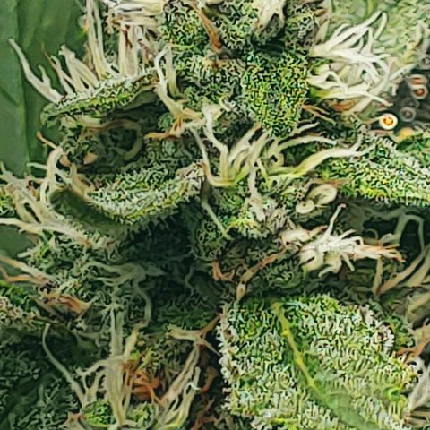Northern light growlog photo: Yeah floraison pour tou le monde