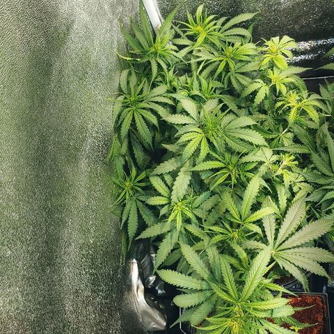 Northern light growlog photo: Yeah floraison pour tou le monde