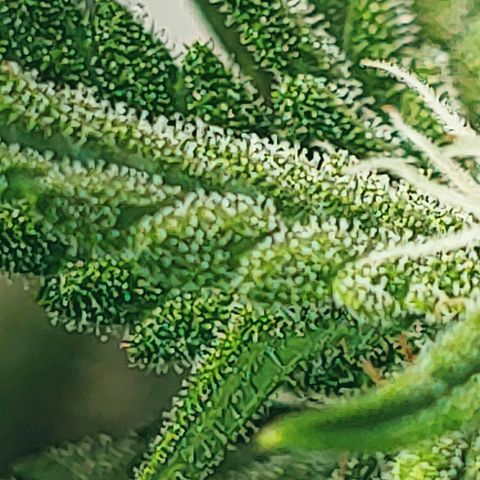 Northern light growlog photo: Yeah floraison pour tou le monde