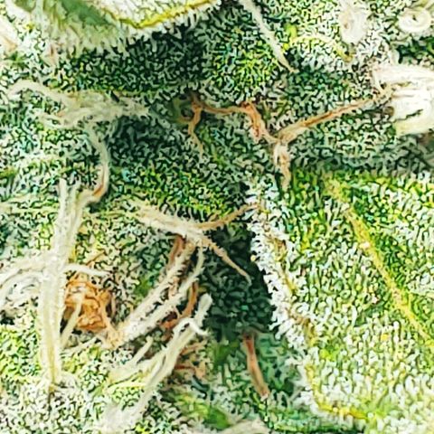 Northern light growlog photo: Yeah floraison pour tou le monde