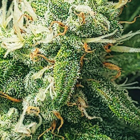 Northern light growlog photo: Yeah floraison pour tou le monde