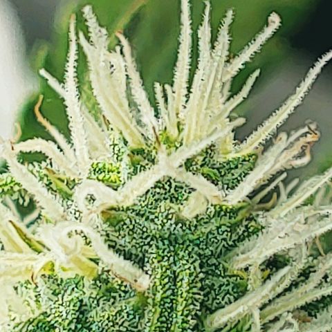 Northern light growlog photo: Yeah floraison pour tou le monde