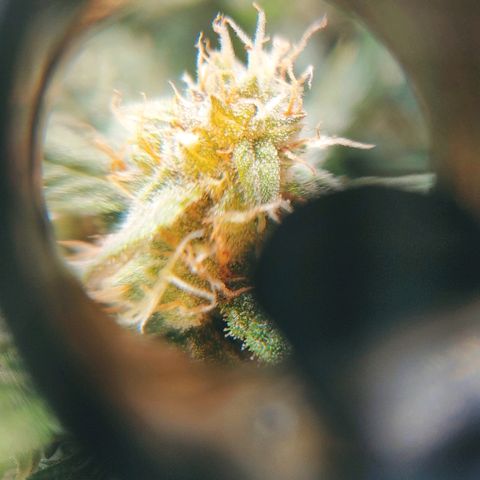 Critical #2 growlog timeline photo