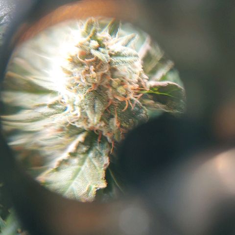 Critical #2 growlog timeline photo