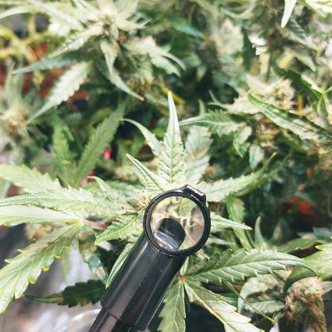 Critical #2 growlog timeline photo