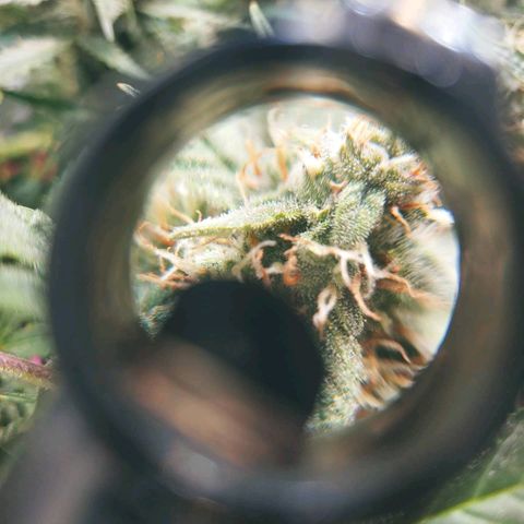 Critical #2 growlog timeline photo