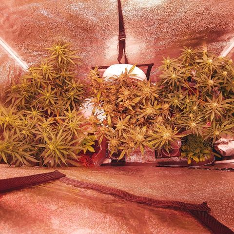 Northern light growlog timeline photo