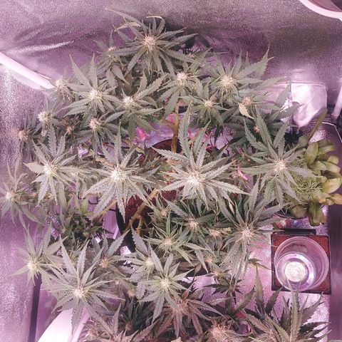 Northern light growlog timeline photo