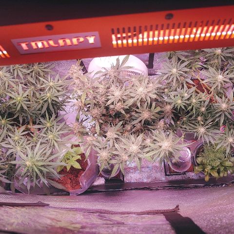 Northern light growlog timeline photo