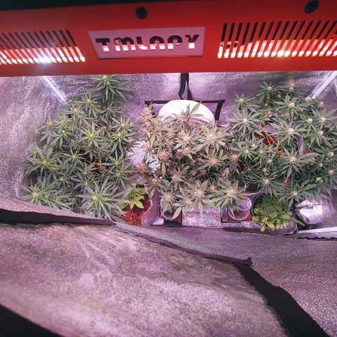 Northern light growlog timeline photo