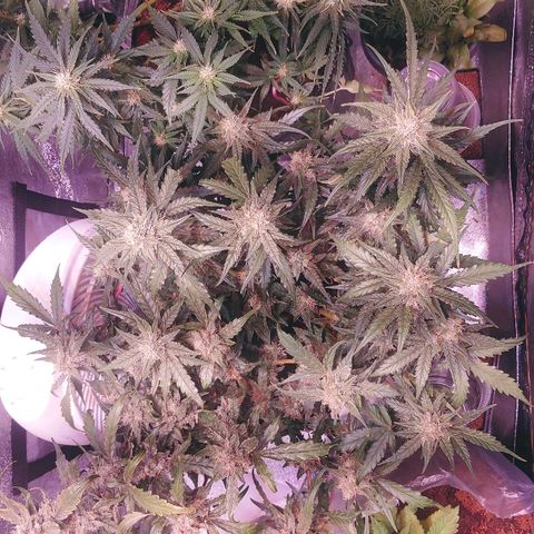 Northern light growlog timeline photo