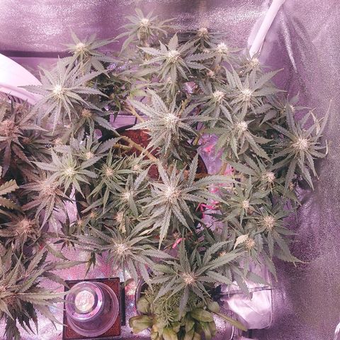 Northern light growlog timeline photo