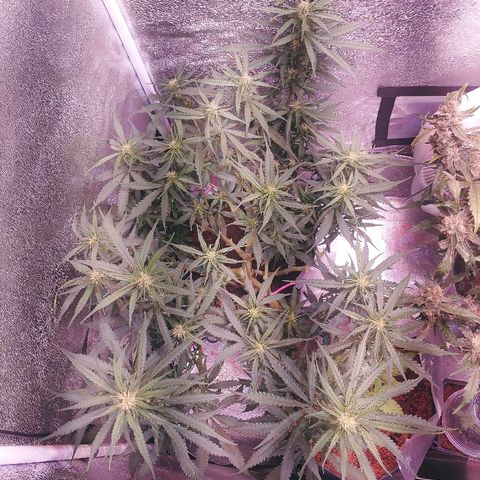 Northern light growlog timeline photo