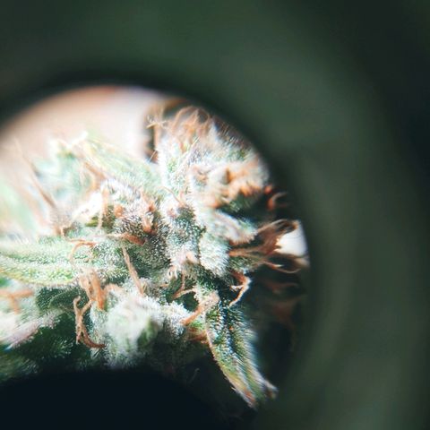 Northern light growlog timeline photo